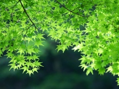 万绿湖